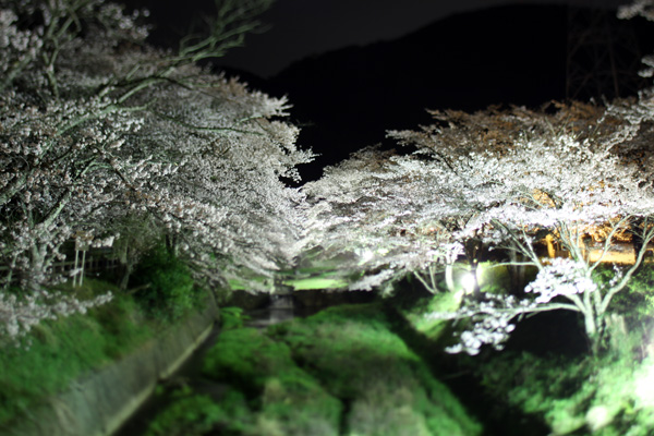 CANON EOS 50D TS-E24mm F3.5L