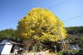 天然記念物の大銀杏